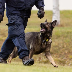 K9 Police Dogs